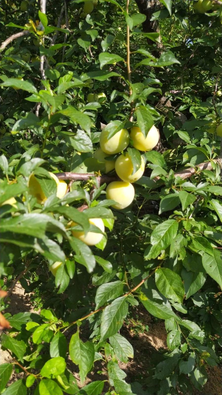 Azienda Agricola Biologica La Cardellina Tolfa Exterior foto